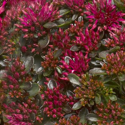 sedum-spurium-spot-on-deep-pink