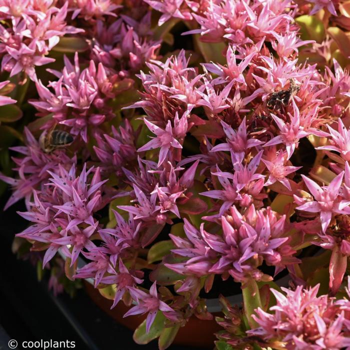 Sedum spurium 'Spot on Pink' plant