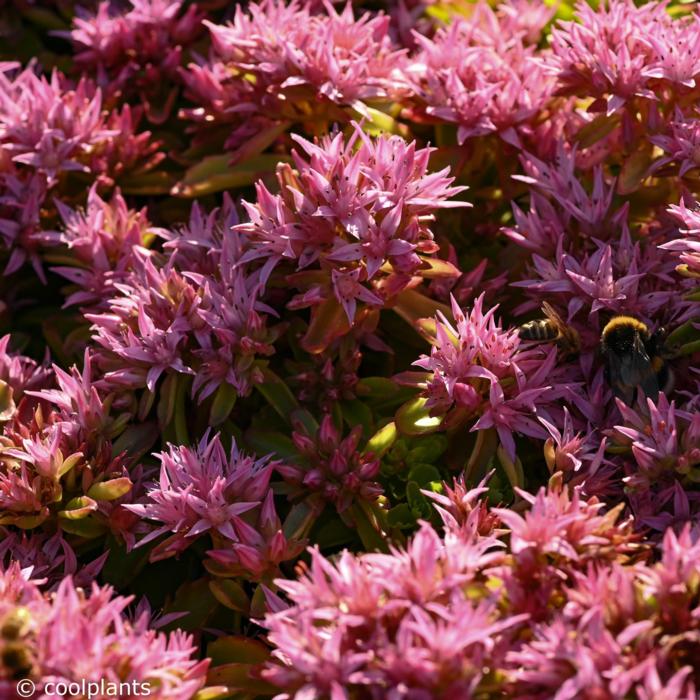 Sedum spurium 'Spot on Pink' plant