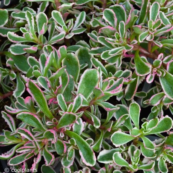 Sedum spurium 'Variegatum' plant
