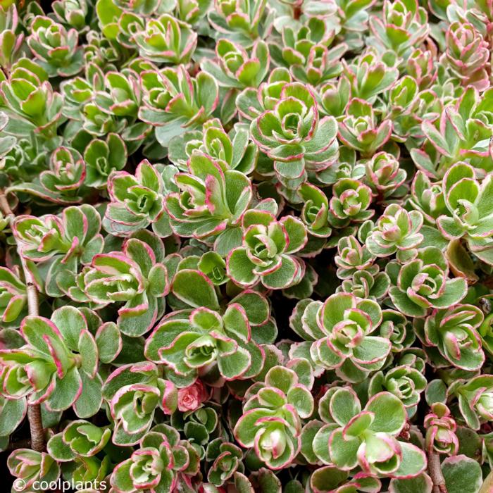 Sedum spurium 'Variegatum' plant