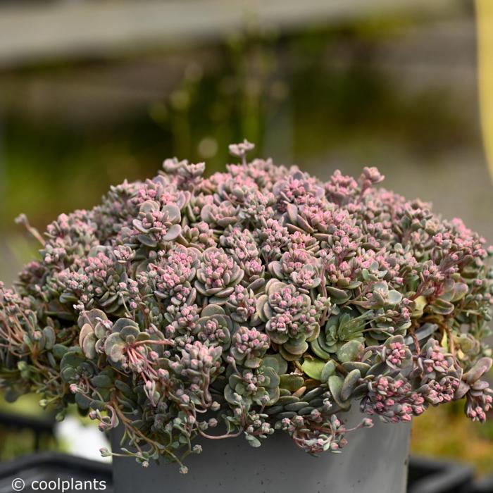 Sedum Sunsparkler 'Blue Elf' plant