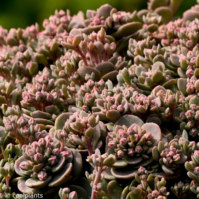 Sedum Sunsparkler 'Blue Elf' plant