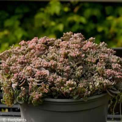 sedum-sunsparkler-blue-elf