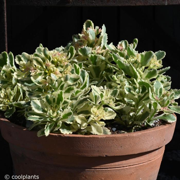 Sedum takesimense 'Atlantis' plant