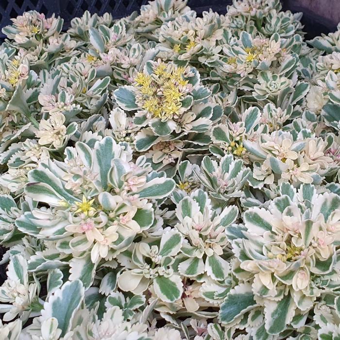 Sedum takesimense 'Atlantis' plant