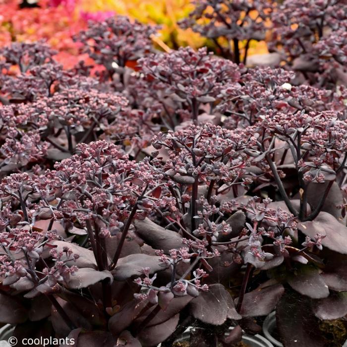 Sedum telephium 'After Dark' plant
