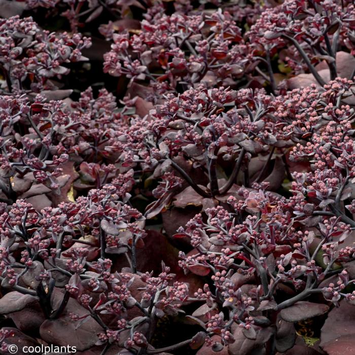 Sedum telephium 'After Dark' plant