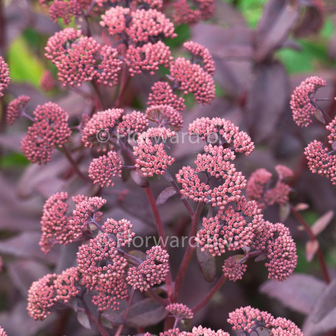 Sedum telephium 'Purple Emperor' plant