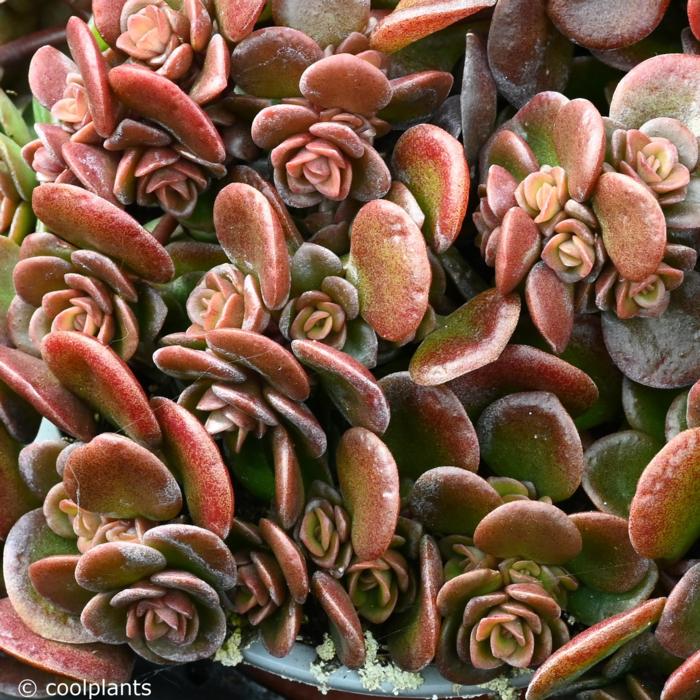 Sedum tetractinum 'Coral Reef'