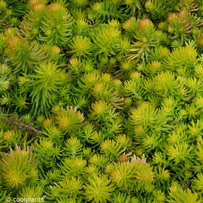 Sedum 'Winter Lemon' plant