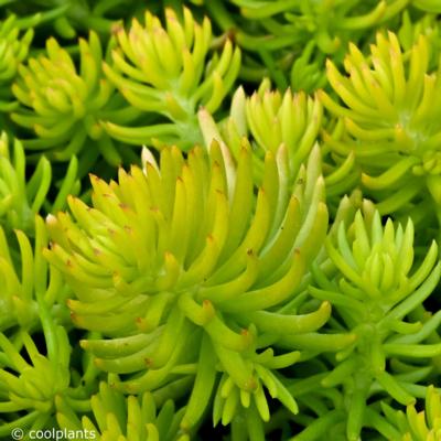 sedum-winter-lemon