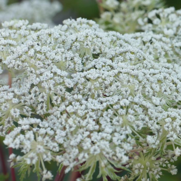 Selinum wallichianum plant