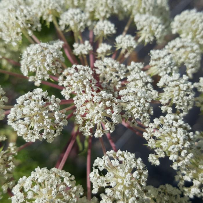 Selinum wallichianum plant