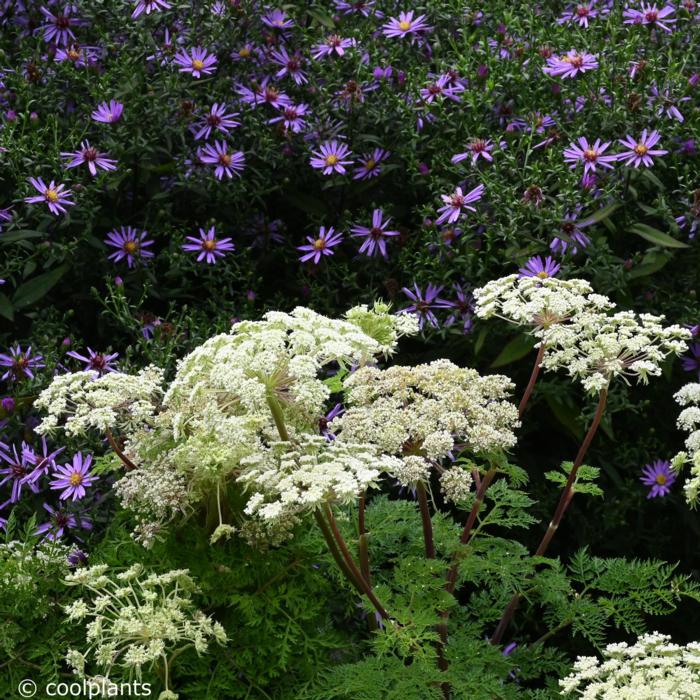 Selinum wallichianum plant