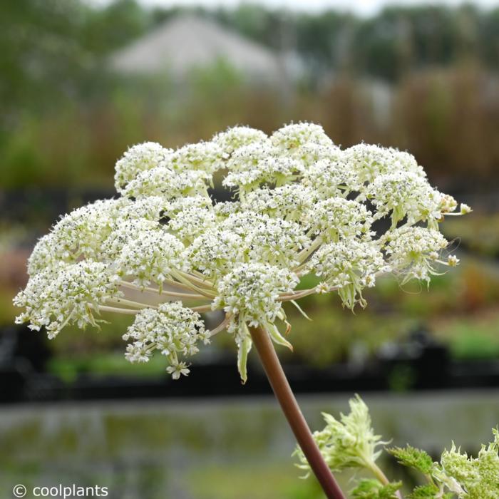 Selinum wallichianum plant