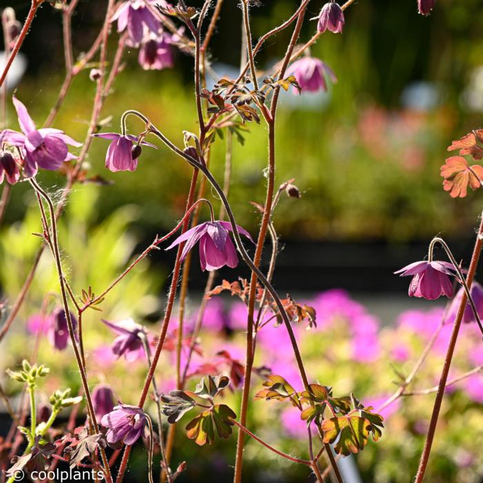 Semiaquilegia ecalcarata plant