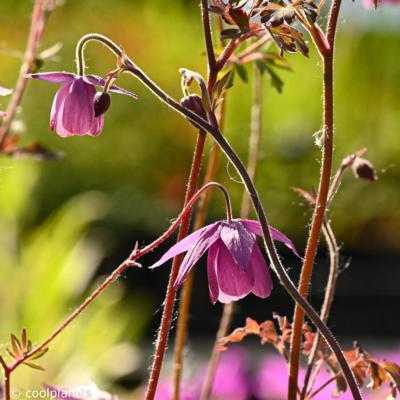 semiaquilegia-ecalcarata