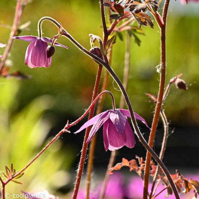 Semiaquilegia ecalcarata plant