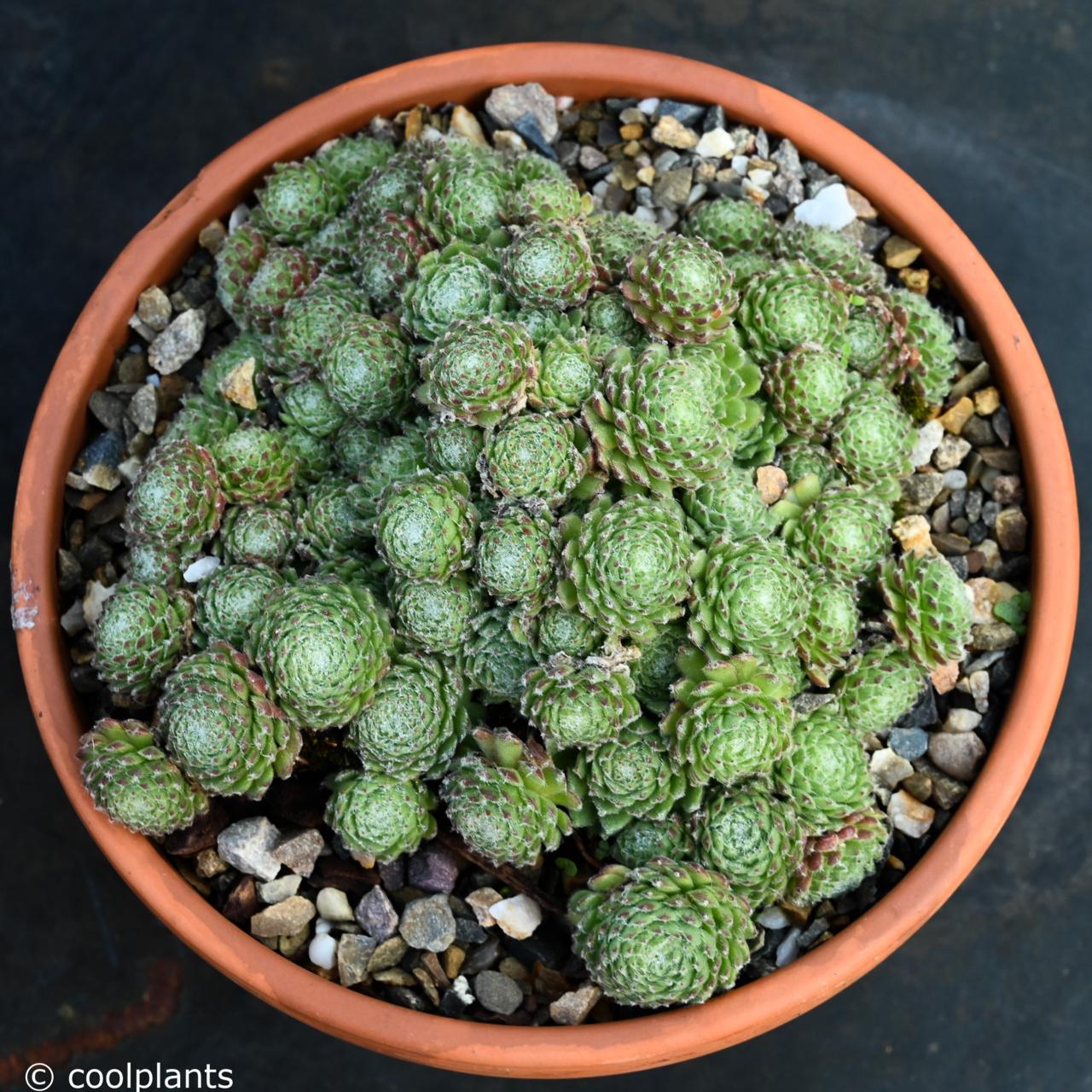 Sempervivum 'Anton' plant