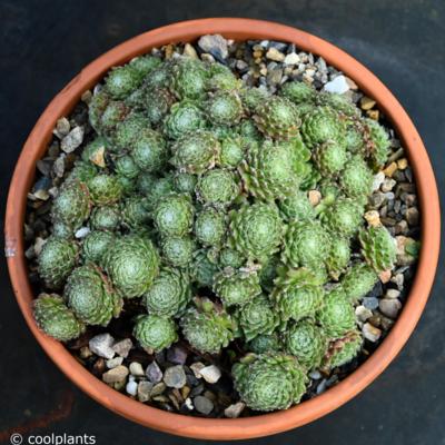 sempervivum-anton