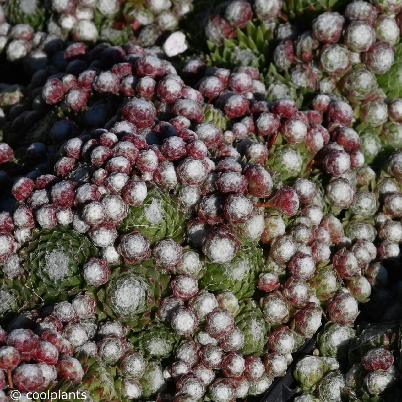 Sempervivum arach. 'Minus' plant