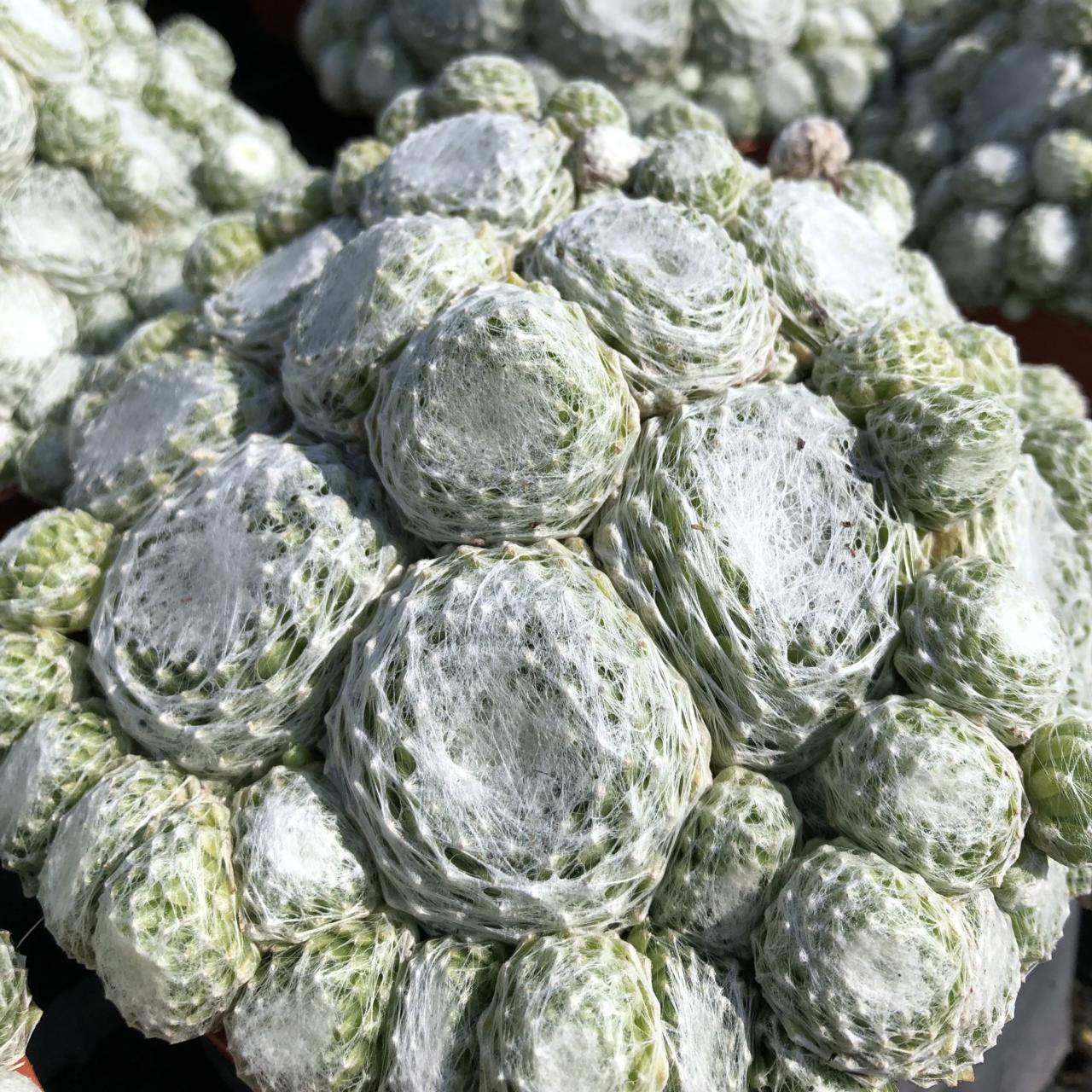 Sempervivum 'Arctic White' plant