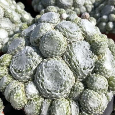 sempervivum-arctic-white