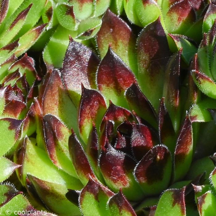 Sempervivum 'Black Top' plant