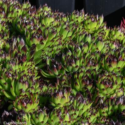 sempervivum-black-top