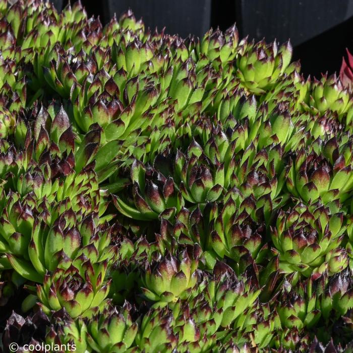 Sempervivum 'Black Top' plant