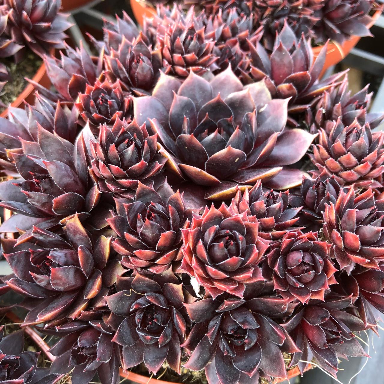 Sempervivum 'Blushing Garnet' plant