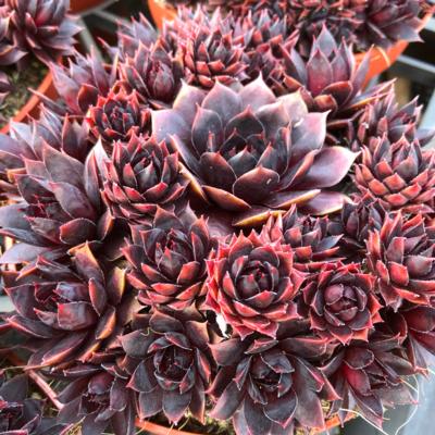 sempervivum-blushing-garnet