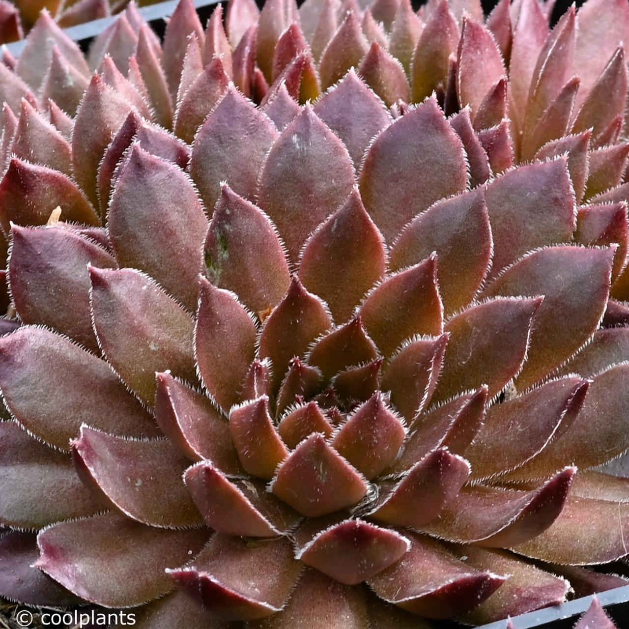 Sempervivum 'Bronze Pastel' plant