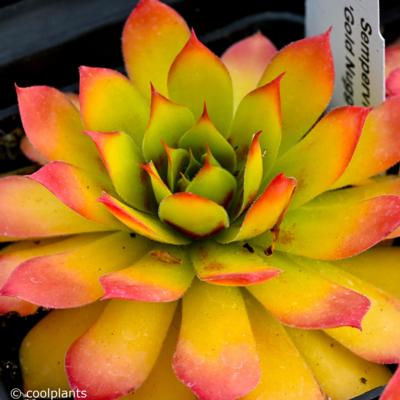 sempervivum-chick-charms-gold-nugget