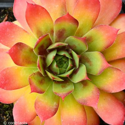 sempervivum-chick-charms-gold-nugget