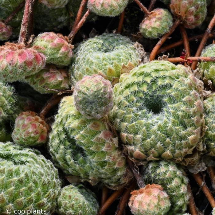 Sempervivum ciliosum borisii plant