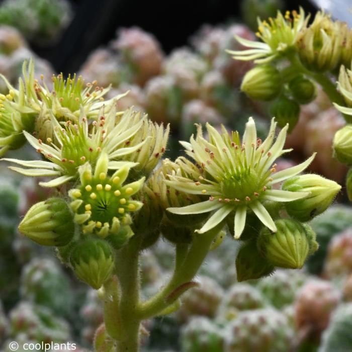 Sempervivum ciliosum borisii plant