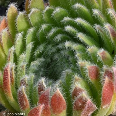 sempervivum-ciliosum-borisii