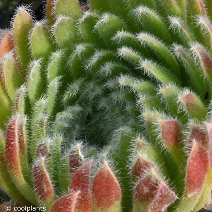 Sempervivum ciliosum borisii plant