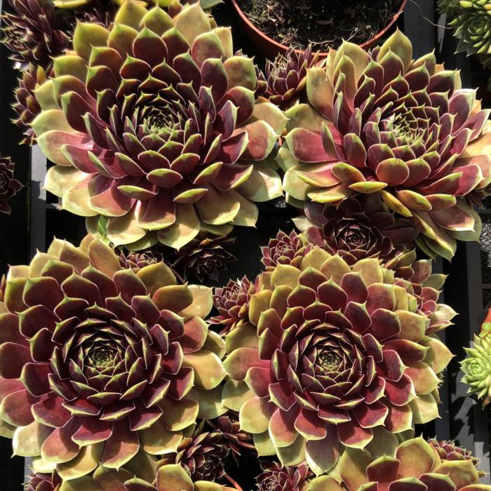 Sempervivum 'Coconut Crystal' plant