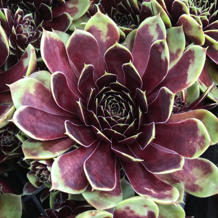 Sempervivum 'Coconut Crystal' plant