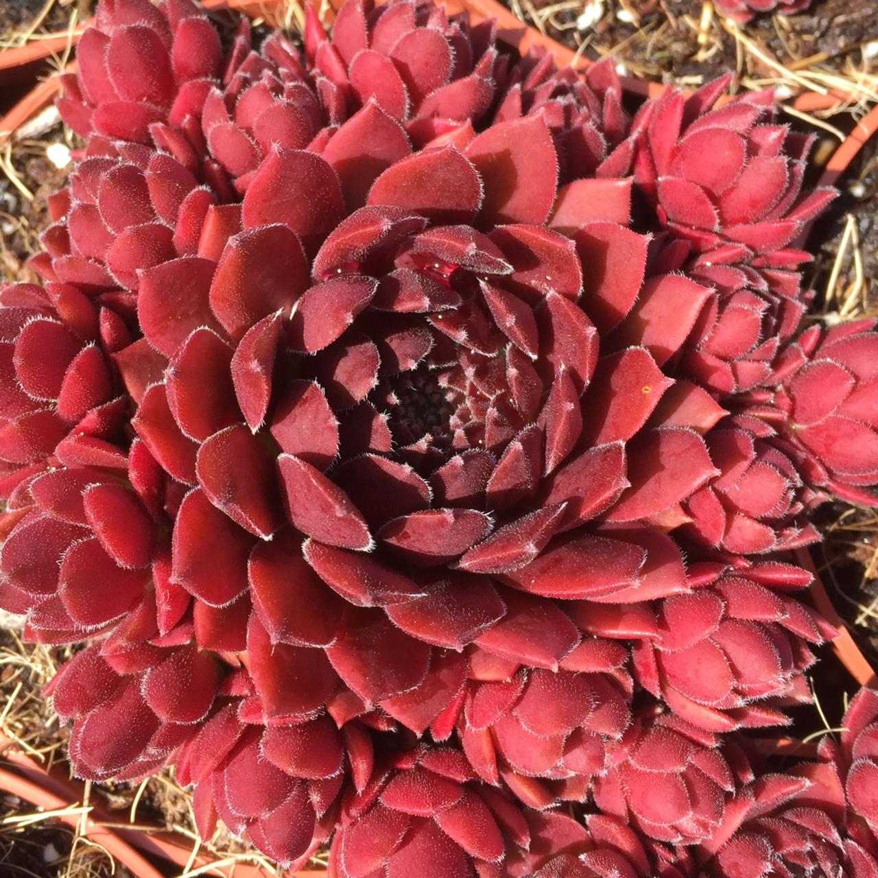 Sempervivum 'Coral Red' plant