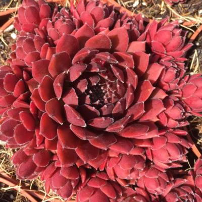 sempervivum-coral-red