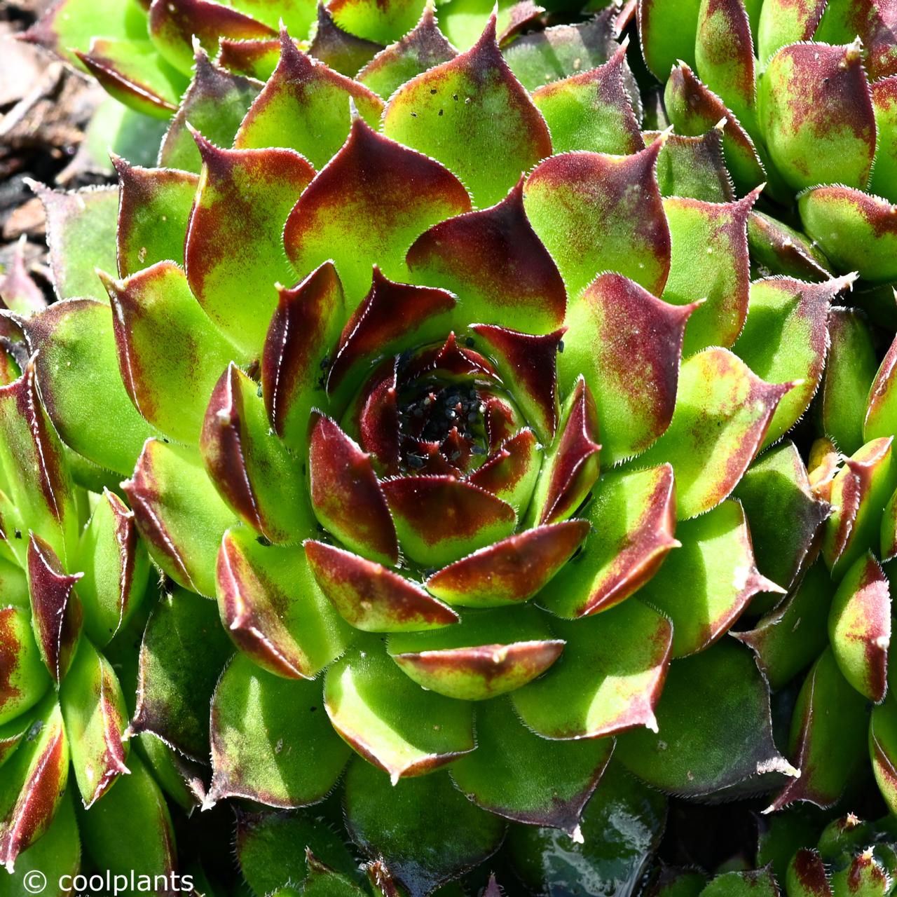 Sempervivum 'Emerald Gloss' plant