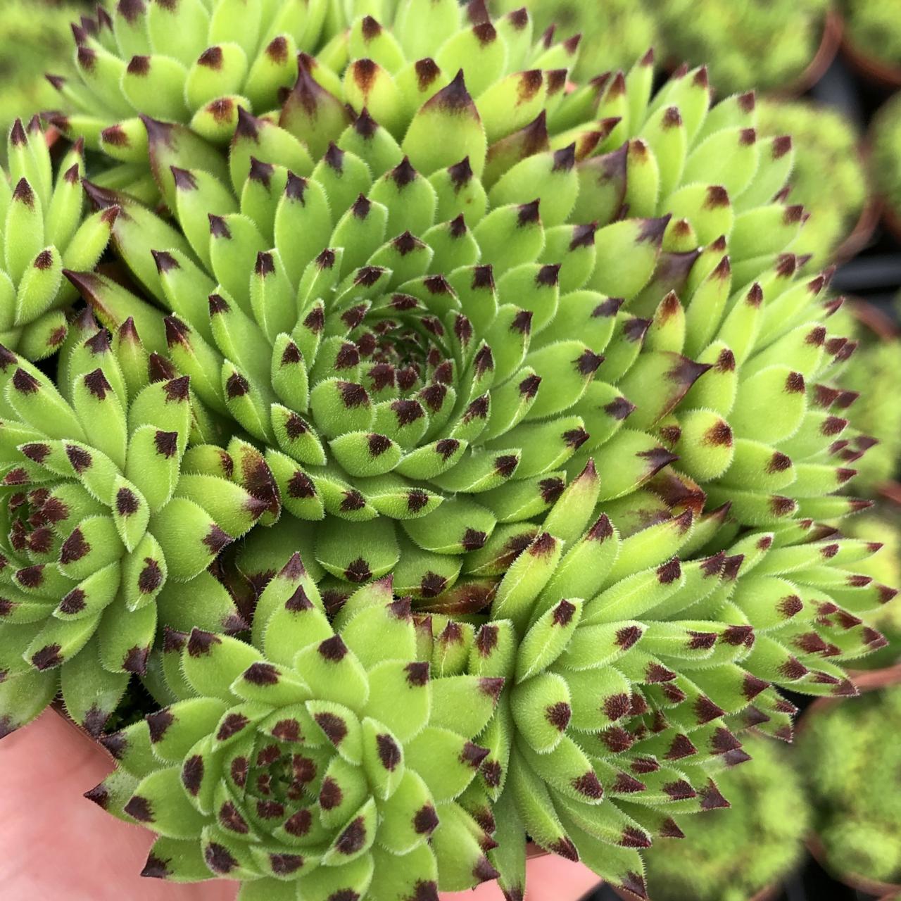 Sempervivum 'Emerald Swirl' plant