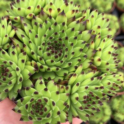 sempervivum-emerald-swirl