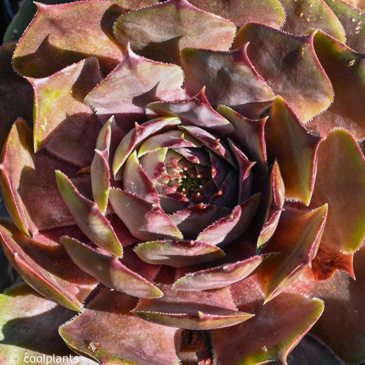 Sempervivum 'Feldmaier'  plant