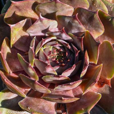 sempervivum-feldmaier