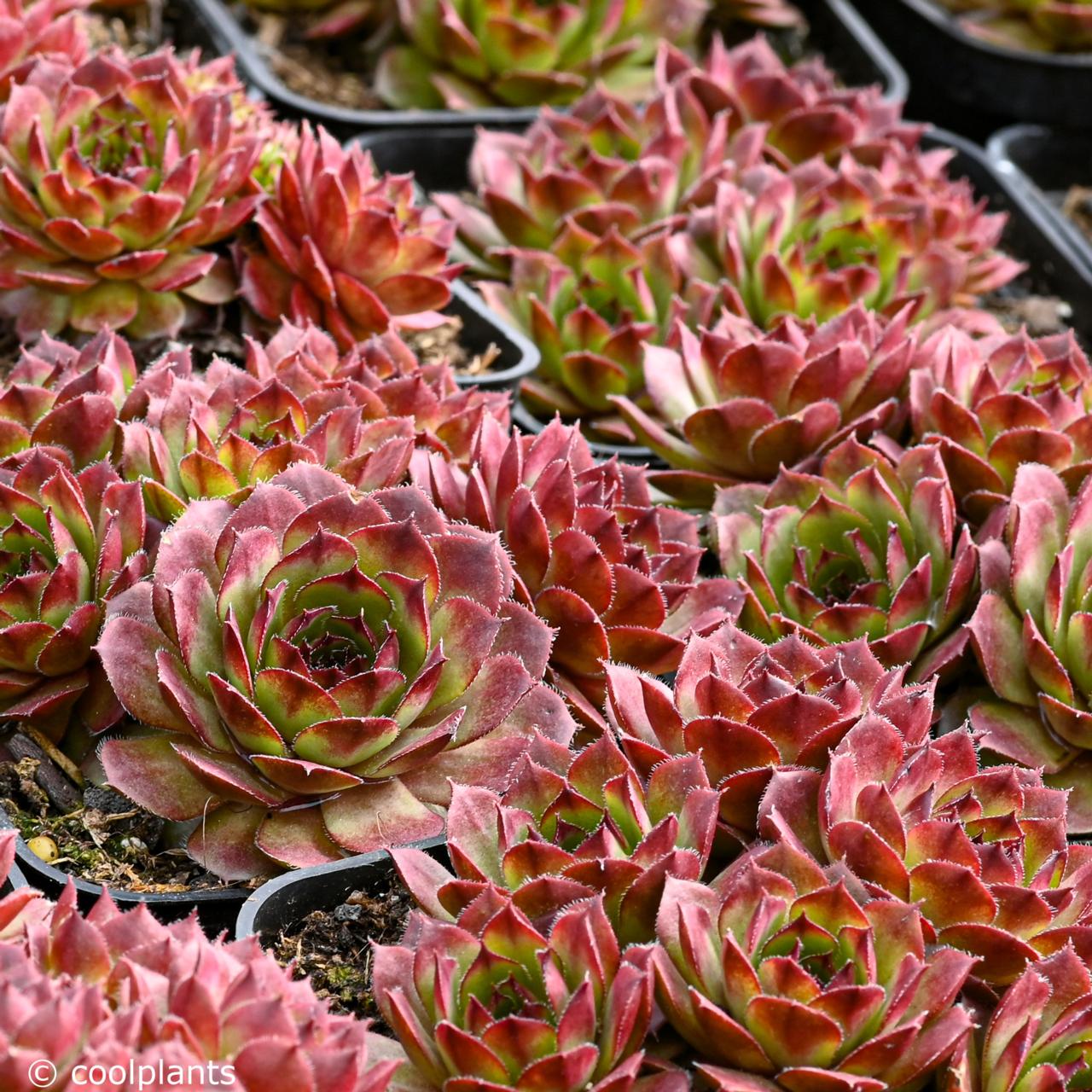 Sempervivum 'Fire Glint' plant